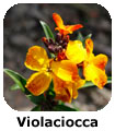 Violaciocca